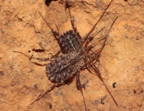 Homalenotus sp.